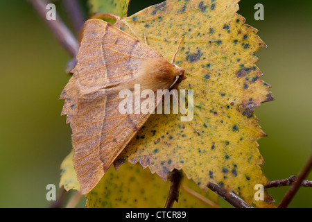 Gefiederten Thorn Motte, Colotois pennaria Stockfoto