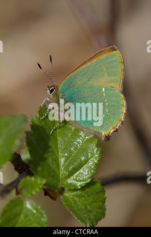 Grüner Zipfelfalter Schmetterling, Callophrys rubi Stockfoto