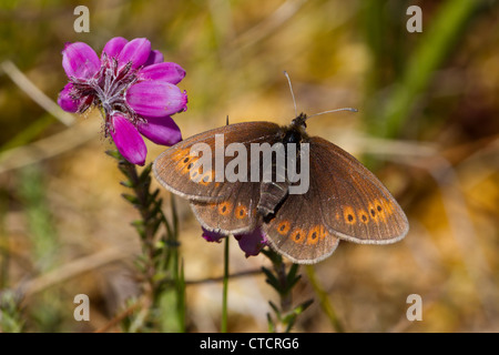 Berg Ringel Schmetterling, Erebia Epiphron auf Glockenheide, Erica tetralix Stockfoto