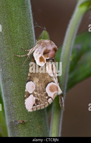 Peach Blossom Motte, Thyatira batis Stockfoto