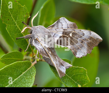 Pappel Hawk-Moth, Laothoe populi Stockfoto