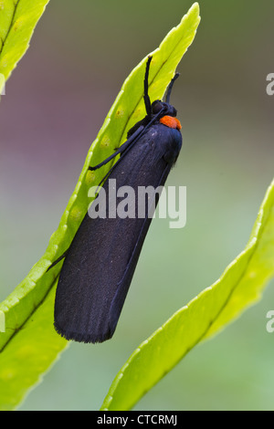 Red-necked Footman Motte, Atolmis rubicollis Stockfoto