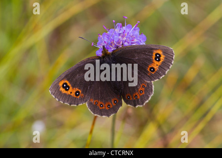 Scotch Argus Schmetterling, Erebia aethiops Stockfoto