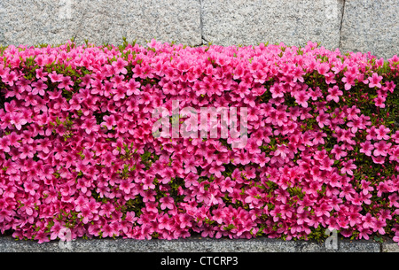 Eine Gartenhecke aus gekippten immergrünen Azaleen (tsutsuji oder japanisches Azaleen) in voller Blüte in Kyoto, Japan, im Frühsommer Stockfoto