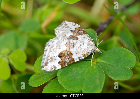 Silber-Boden Teppich Motten, Xanthorhoe montanata Stockfoto