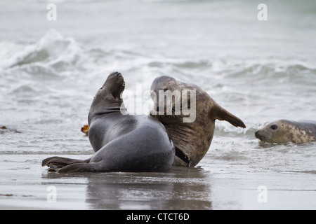 Junge Erwachsene grau Robben, Halichoerus Grypus, spielen in der Brandung kämpfen Stockfoto