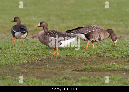 Grönland White – Blässgänse Gänse, Anser Albifrons flavirostris Stockfoto