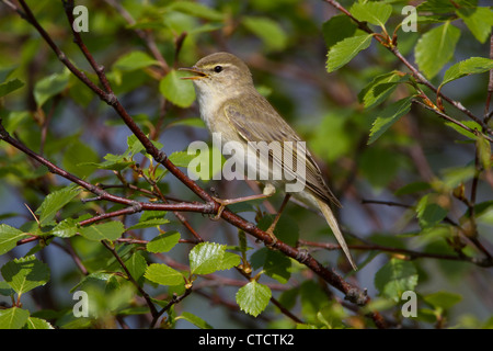 Fitis Phylloscopus Trochilus im Lied Stockfoto