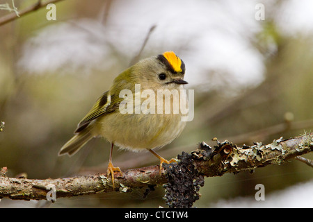 Wintergoldhähnchen Regulus regulus Stockfoto