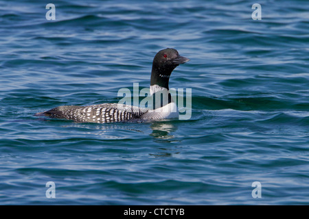 Großen nördlichen Taucher, Gavia Immer im Sommer Gefieder Stockfoto