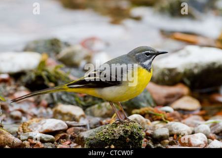 Männliche grau Bachstelze, Motacilla Cinerea Hochland Fluss Stockfoto