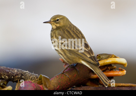 Rock Pieper, Anthus Petrosus auf Seegras Küstenlinie Stockfoto