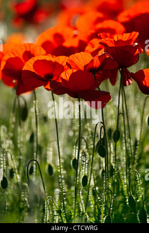 Mohn wächst in einem Maisfeld Hintergrundbeleuchtung von der Sonne Stockfoto