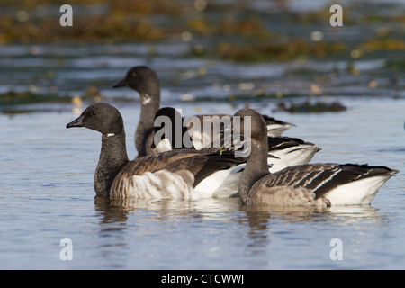 Blass-bellied Ringelgänse, Branta Bernicla Fütterung auf Gezeiten Ufer Stockfoto