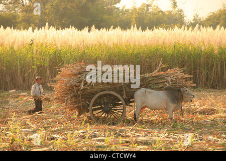 Burmesische Bauer mit einem Ochsenkarren Ernte Gräser, Inle-See, Shan Staat, Myanmar, Südostasien Stockfoto