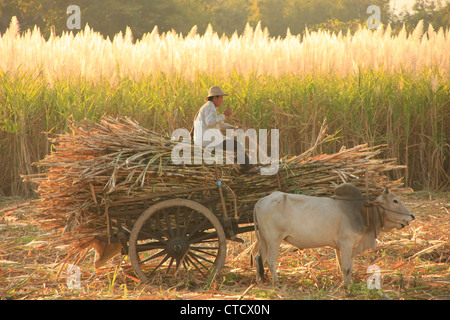 Burmesische Bauer mit einem Ochsenkarren Ernte Gräser, Inle-See, Shan Staat, Myanmar, Südostasien Stockfoto