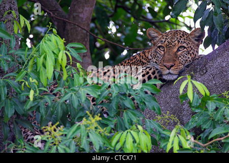 Leopard (Panthera Pardus) in Feigenbaum, Masai Mara, Kenia Stockfoto