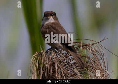 Afrikanische Dusky Flycatcher (Muscicapa Adusta) im Mabamba-Sumpf, Uganda Stockfoto