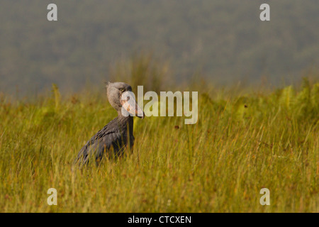 Schuhschnabel Storch (Balanaeceps Rex) in Papyrus Schilfbeetes, Mabamba Sumpf, Uganda Stockfoto