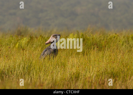 Schuhschnabel Storch (Balanaeceps Rex) in Papyrus Schilfbeetes, Mabamba Sumpf, Uganda Stockfoto