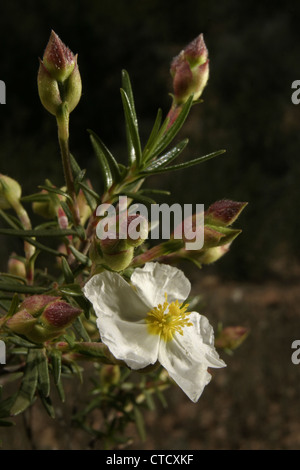 Bild: Steve Race - die Blume der Montpelier Cistus oder Montpellier-Zistrose (Cistus Monspeliensis) in Spanien wächst. Stockfoto