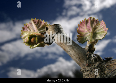 Bild: Steve Race - platzen Bud auf Mourvèdre Weinreben in Katalonien, Spanien. Stockfoto