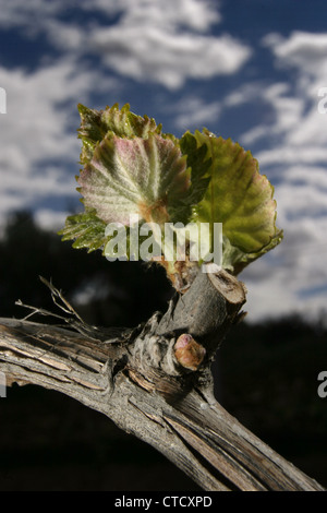 Bild: Steve Race - platzen Bud auf Mourvèdre Weinreben in Katalonien, Spanien. Stockfoto