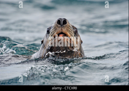 Steller Seelöwe (Eumetopias Jubatus) schwimmen in der Nähe Haulout Zeitpunkt Ashby, Hope Island, ist Vancouver, British Columbia, Kanada Stockfoto