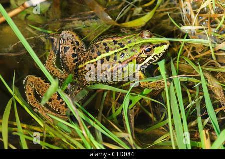 Ein Seefrosch in Wasser UK Stockfoto