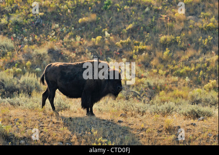 Amerikanische Bisons (Bison Bison) Personen mit Stare auf dem Rücken, Yellowstone-Nationalpark, Wyoming, USA Stockfoto