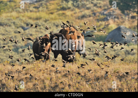 Amerikanische Bisons (Bison Bison) Personen mit Stare auf dem Rücken, Yellowstone-Nationalpark, Wyoming, USA Stockfoto