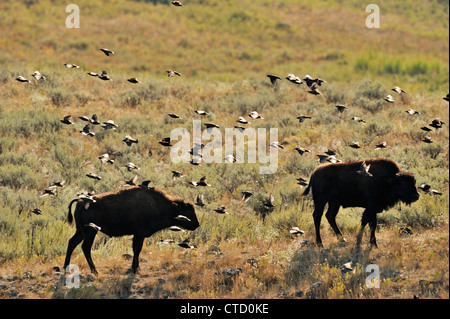 Amerikanische Bisons (Bison Bison) Personen mit Stare auf dem Rücken, Yellowstone-Nationalpark, Wyoming, USA Stockfoto