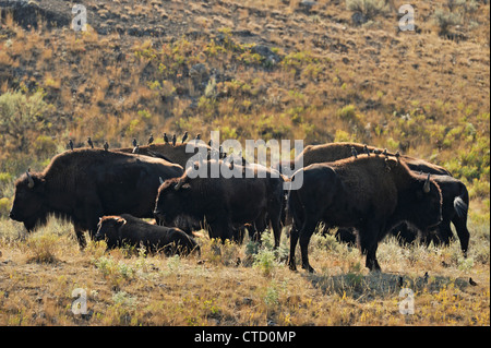 Amerikanische Bisons (Bison Bison) Personen mit Stare auf dem Rücken, Yellowstone-Nationalpark, Wyoming, USA Stockfoto