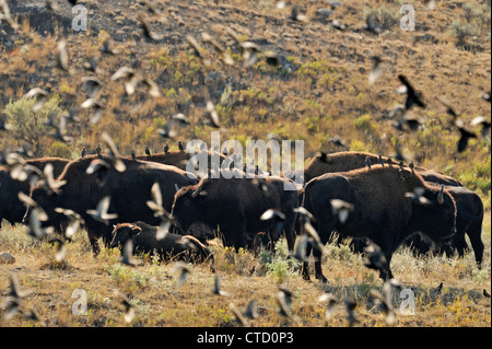 Amerikanische Bisons (Bison Bison) Personen mit Stare auf dem Rücken, Yellowstone-Nationalpark, Wyoming, USA Stockfoto