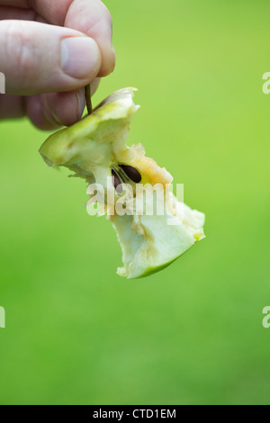 Hand hält einen Apfel-Kern Stockfoto