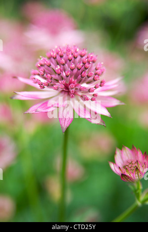 Blütenstand von einer Astrantia major 'Roma' (Große Sterndolde), eine winterharte Pflanze mit einem feinen auftritt. Stockfoto