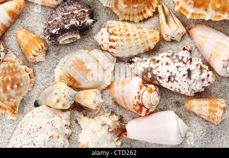 Seashells on the sandy beach background Stockfoto