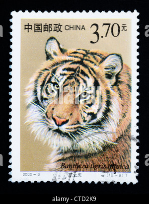 CHINA - CIRCA 2000: Eine Briefmarke gedruckt in China zeigt Panthera Tigris Altaica, Serie, circa 2000 Stockfoto