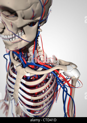 Menschliche Anatomie Kunstwerk Stockfoto