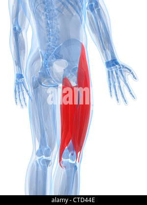 Oberschenkel Muskeln Kunstwerk Stockfoto