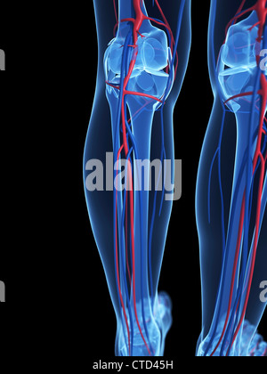 Menschliche Anatomie Kunstwerk Stockfoto