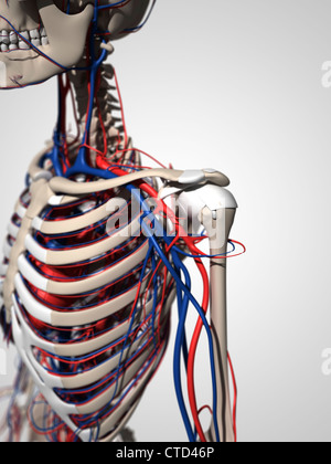 Menschliche Anatomie Kunstwerk Stockfoto