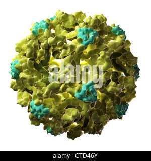 West-Nil-Virus-Partikel Stockfoto
