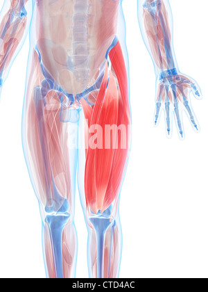 Oberschenkel Muskeln Kunstwerk Stockfoto