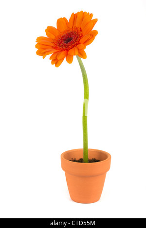 Orange Gerbera Blume in einem Terrakotta-Topf auf weiß Stockfoto