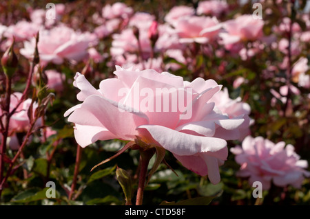 Rose, Valentine Herzen. Regents Park, London, UK Stockfoto