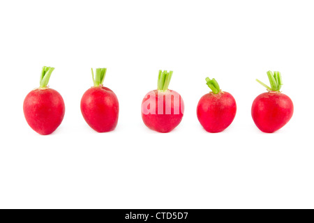 Eine Reihe von fünf frische Radieschen auf weiß Stockfoto