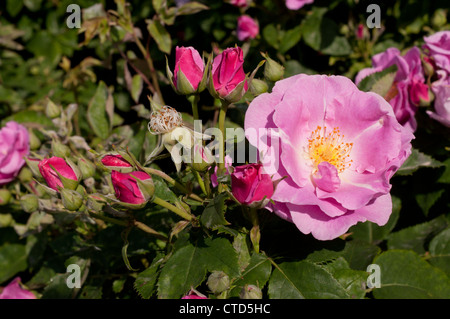 Rose, viel Glück! Regents Park, London, UK. Stockfoto