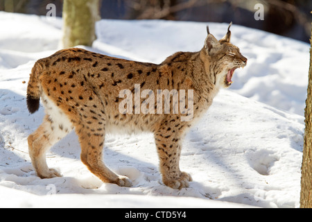 Luchs im Schnee / Lynx Lynx Stockfoto