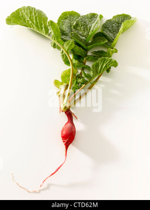 Frisch aussehende Rettich, isoliert auf weiss Stockfoto